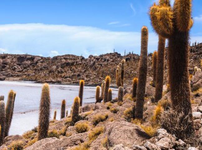 Uyuni Treatment